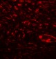 SPP1 Antibody